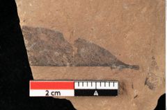 Foto (Detailansicht) von Phyllerium palaeocassiae Ettingshausen (NHMW-GEO-2024-0188-0016)